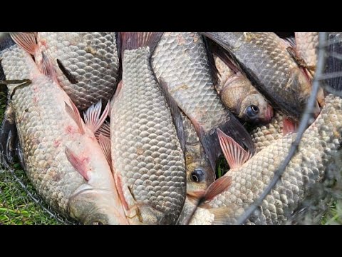Видео: РЫБАЛКА с НОЧЁВКОЙ, с детьми в палатке