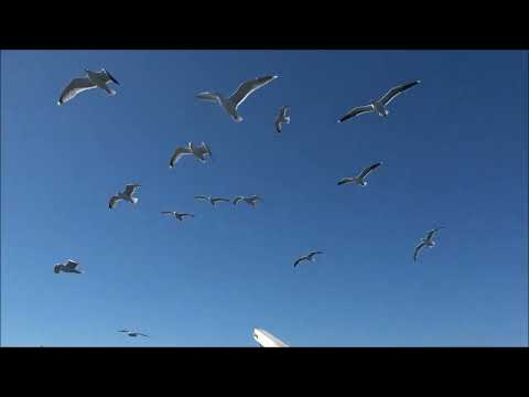 Видео: рыбалка баренц22 3