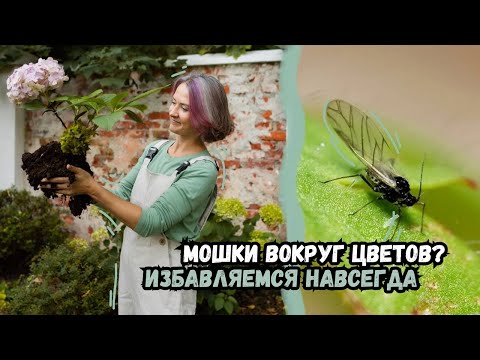 Видео: Мошки вокруг цветов? Избавляемся навсегда! / Мои советы борьбы с нежелательными вредителями