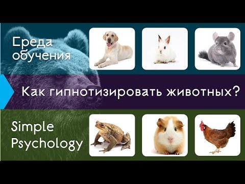 Видео: Гипноз животных: от теории к практике.
