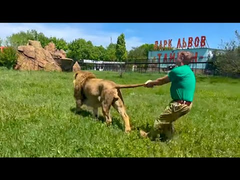 Видео: ТРОГАТЕЛЬНАЯ ИСТОРИЯ! Стареющему льву выделили вольер, но он ВЕРНУЛСЯ В ПРАЙД!!!