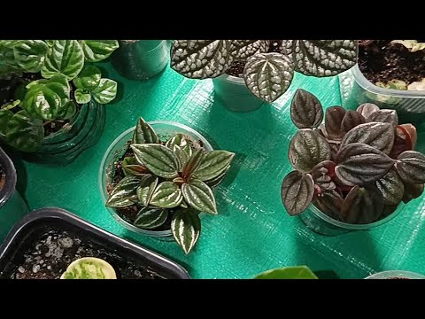 Видео: Выращиваю пеперомии из листиков. Мой личный опыт . Показываю, что получилось.# пеперомии