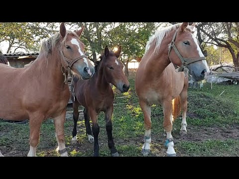 Видео: 🔔📸Лошичка по Фараону🌺 і чотири гарні кобили на продаж👍🔥💫💰🪙