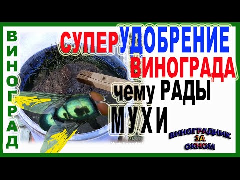 Видео: 🍇 Открою секрет. Почему бесполезно суперудобрение для винограда. Но мухи довольны. Настойка травы.