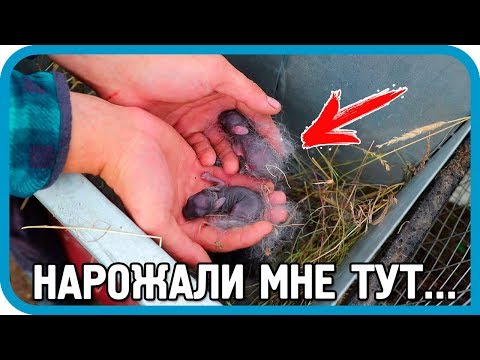 Видео: НАРОЖИЛИ МНЕ ТУТ... УТКА И КРОЛЬЧИХА ПОСТАРАЛИСЬ...