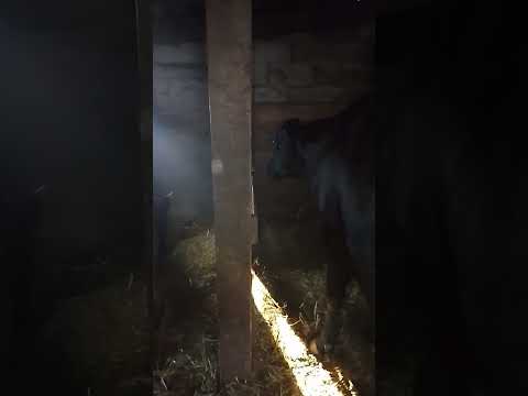 Видео: Корова уб @ца