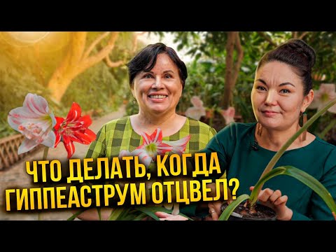 Видео: Что делать, когда гиппеаструм отцвёл?