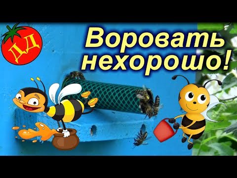 Видео: Воровство у пчел - прогоняем воровок