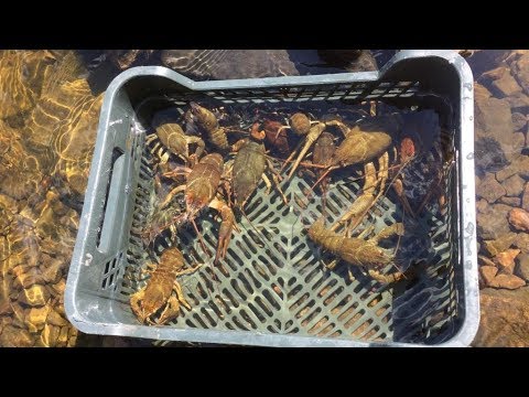 Видео: КАК НАЙТИ РАКОВ ПРОСТОЙ И НАДЕЖНЫЙ СПОСОБ НАЙТИ РАКОВ В ВОДОЕМЕ ЛОВЛЯ РАКОВ НА РАКОЛОВКИ РАКОЛОВКА