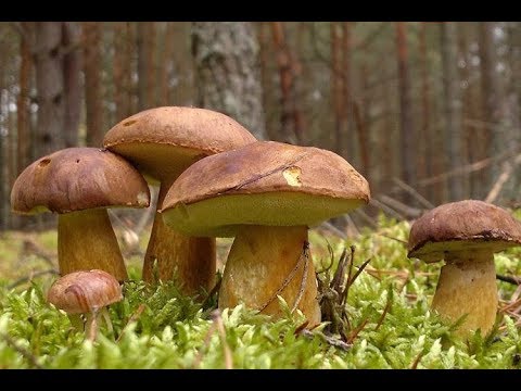 Видео: Выход в лес, сбор польских грибов.