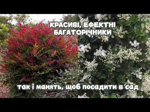 Видео: П'ять ФАНТАСТИЧНИХ, але дуже агресивних рослин.