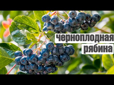 Видео: ВАМ СРОЧНО НУЖНА ЧЕРНОПЛОДНАЯ РЯБИНА И ВОТ ПОЧЕМУ ✔️ Польза и вред Арония черноплодная