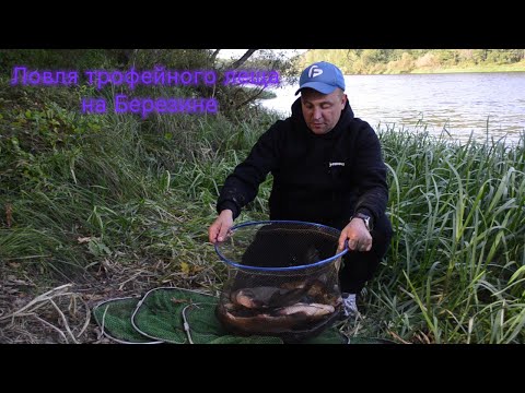 Видео: Трофейные лещи  на Березине