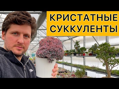 Видео: Кристатные суккуленты и кактусы. Особенности выращивания, ухода и размножения. Кристаты в коллекции