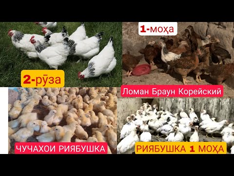 Видео: +992909090416 ЧУЧАХОИ ФУРУШИ РИЯБУШКА ВА ЛОМАН БРАУН КОРЕЙСКИЙ 