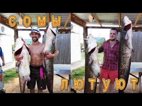 Видео: СОМЫ ЛЮТУЮТ. ТРОЛЛИНГ СОМА НА АХТУБЕ