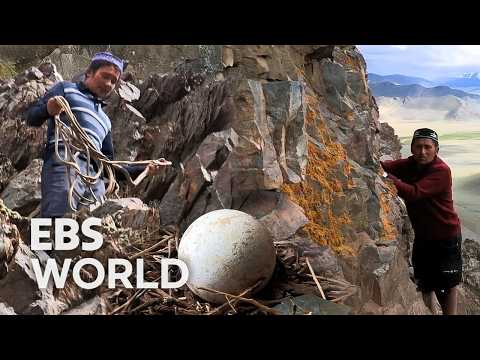 Видео: Охота запрещена, так почему же беркутчи воруют орлят? #PICKDOCU