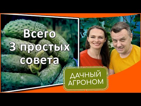 Видео: Огурцы ЗАВАЛЯТ урожаем СОВЕТЫ ЭКСПЕРТА
