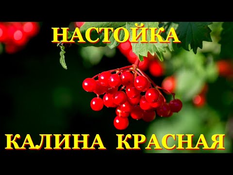 Видео: #58 Настойка КАЛИНА КРАСНАЯ (Калиновка) - не для всех вкусно, но каждому полезно