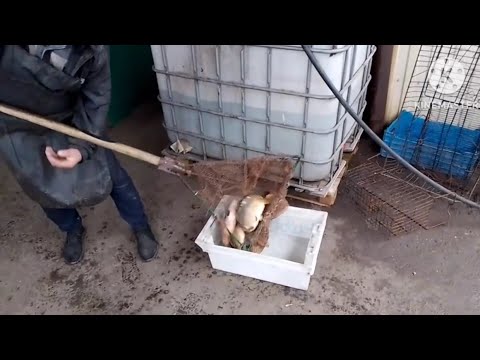 Видео: Едим за Карпиком для пруда. Ссылка на Рутуб в описании. 