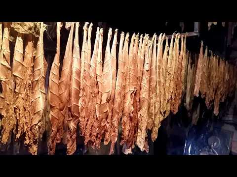 Видео: Сушка и ферментация табака на шпагате