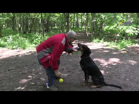 Видео: Босерон, удержание внимания, отвлечение мячом
