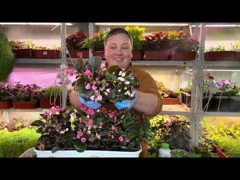 Видео: Пересадка и уход за маточниками цветов 🥰