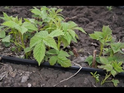 Видео: Укоренение малины крапивкой!