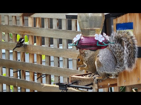 Видео: Пані Годівниця онлайн 🐦📺🐿️💙💛 #bird #feeding #online #cam