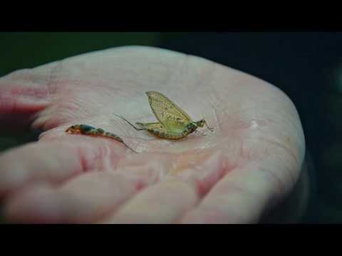 Видео: Мухарски риболов на пъстърва в река