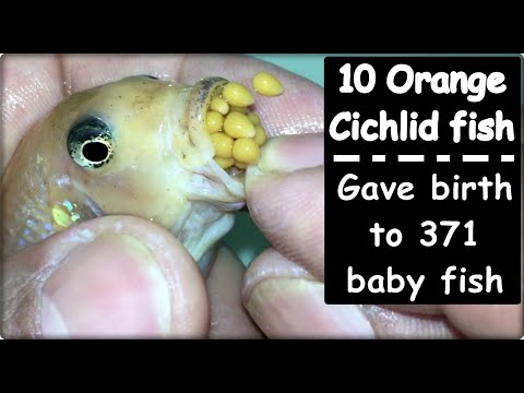 Видео: Из 10 оранжевых рыбок цихлид родилась 371 рыбка 💪🐠🐬👍