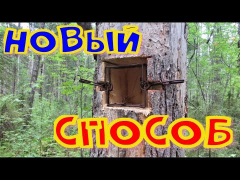 Видео: Осваиваю новый способ установки проходных капканов КП-120 140 очищаю новый участок путика готовлюсь