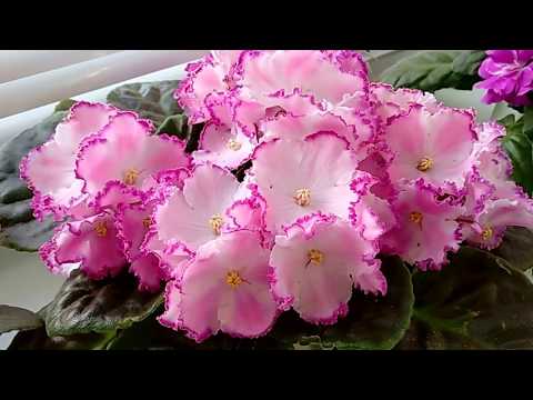 Видео: Делюсь радостью и красотой! Фиалки Елены Свирской. Санкт-Петербург.