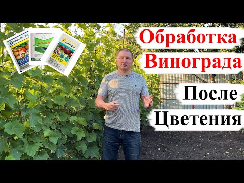 Видео: Одна из САМЫХ ВАЖНЫХ ОБРАБОТОК Винограда!