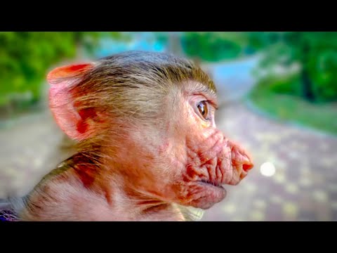 Видео: ГАМАДРИЛЫ-НЕРАЗЛУЧНИКИ! Я понесла Степу на прогулку, но он ЗАНЕРВНИЧАЛ услышав крики Мани!