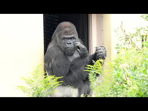 Видео: Нене переехала из главной комнаты в спальню в подвале.｜Shabani Group
