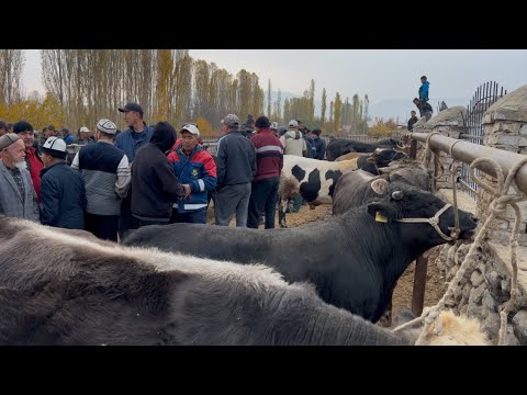 Видео: Айырбаз мал базары 28-Октябрь кызыган жэрлери 