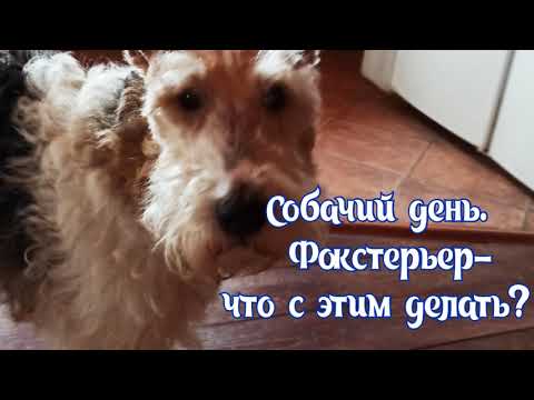 Видео: Собачий день. Фокстерьер- требует к себе внимания.
