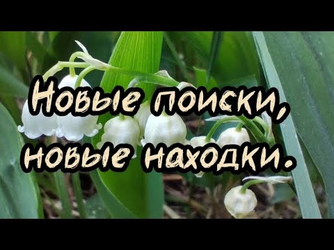 Видео: Новые поиски, новые находки. Коп июнь 2024.