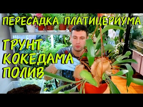 Видео: ПЕРЕСАДКА ПЛАТИЦЕРИУМА / ОЛЕНЬИ РОГА / КОКЕДАМА ИЗ ПОДРУЧНЫХ МАТЕРИАЛОВ