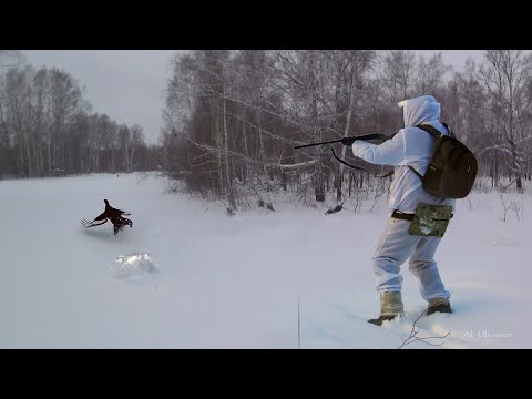 Видео: ОХОТА НА ТЕТЕРЕВА ЗИМОЙ НА ЛУНКАХ. Застал стаю прямо на дороге! A Winter Black Grouse Hunt