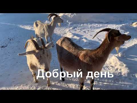 Видео: Козья пятиминутка.Не отходит послед…что делать???//