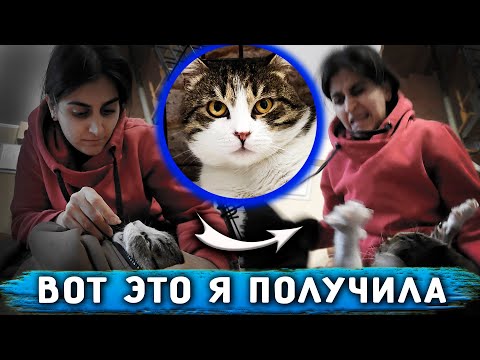 Видео: Бася, оказался очень опасным котом. Даем хвостикам обработки. Они очень нуждаются в хозяевах.