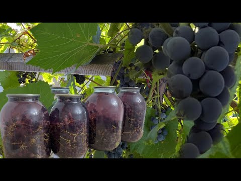 Видео: Компотты тек осылай ғана жабатын боласыз 😍 Жүзімнен 🍇