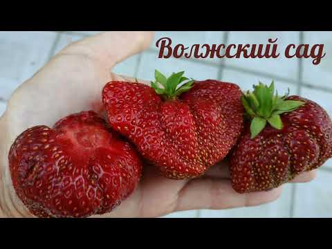 Видео: Самые сладкие, самые вкусные сорта  клубники в нашем саду.