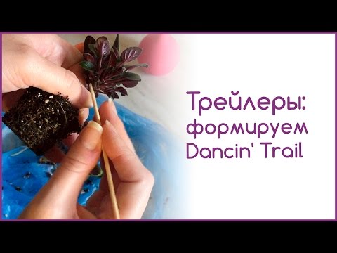 Видео: Фиалки-трейлеры: формируем Dancin' Trail