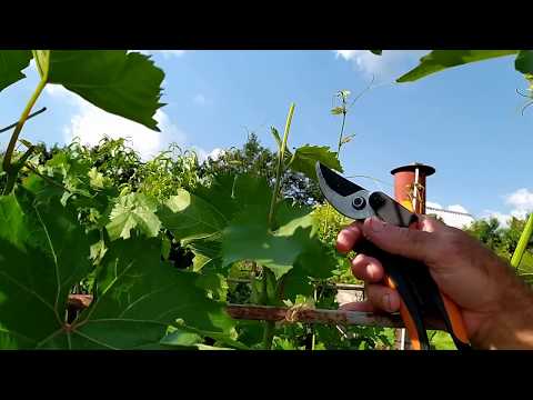 Видео: Почему, когда и как я укорачиваю зеленые побеги -  летняя чеканка зеленых побегов винограда