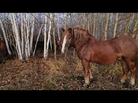 Видео: Утро в табуне. Кобыла Кнопка, Ромашка, Жук, Байкал.