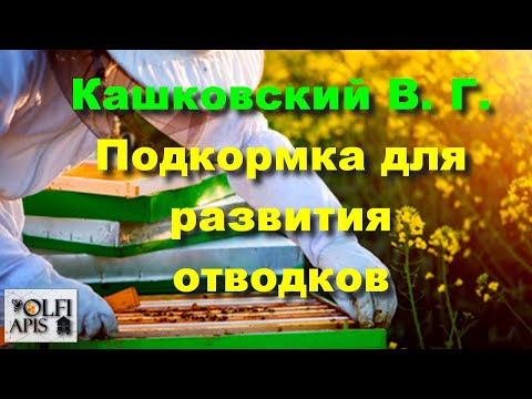 Видео: #Кашковский В. Г. Подкормка для развития отводков