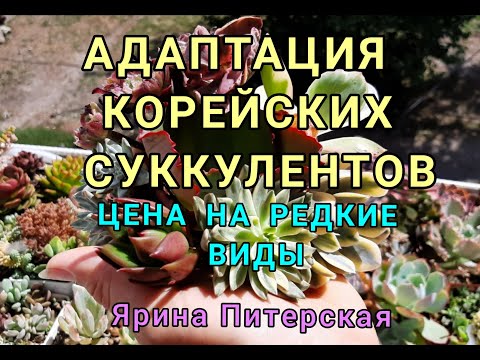 Видео: Адаптация корейских суккулентов. Цены на редкие виды.